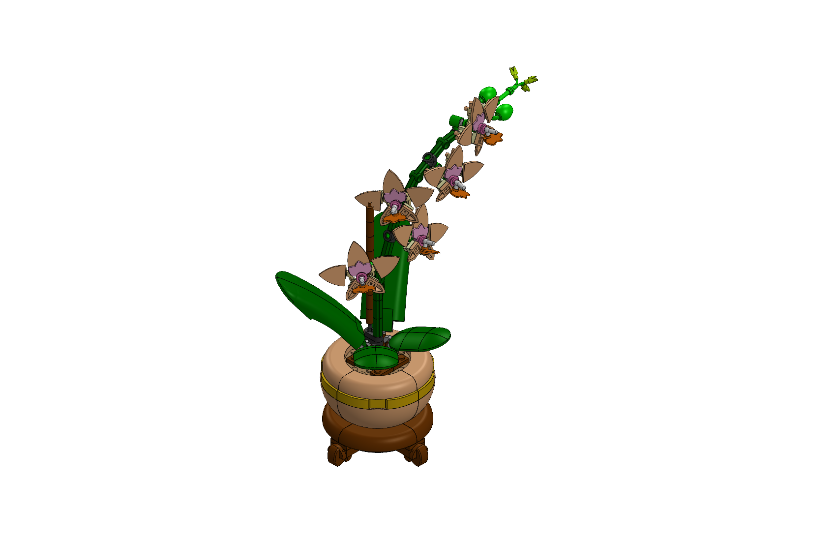 Orchid